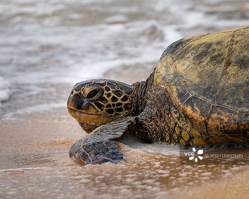 美国拉尼akea海滩岩石上的龟壳特写图片素材