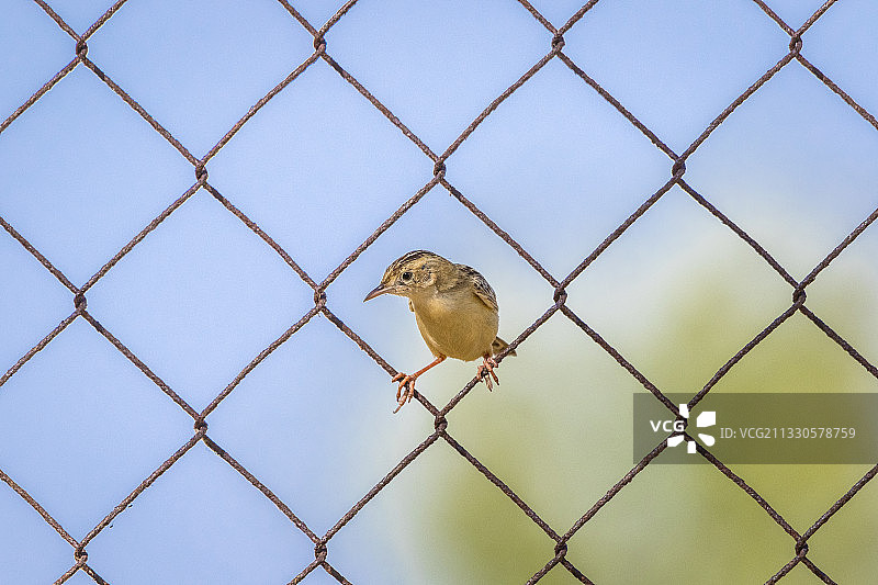 歌带鹀栖息在铁丝网上，意大利格罗塞托省福洛尼卡图片素材