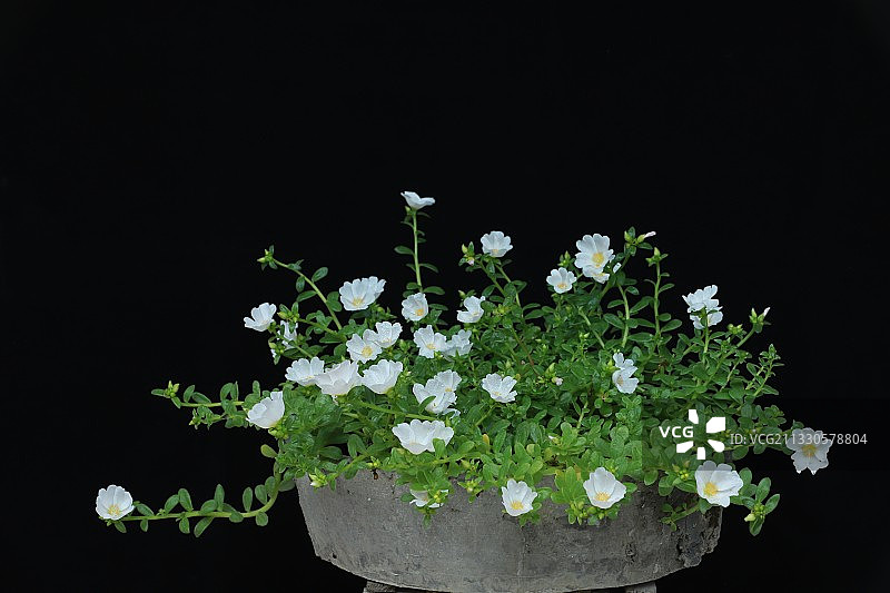 春意盎然 马齿苋图片素材