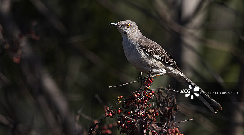 嘲鸫栖息于树枝的特写图片素材