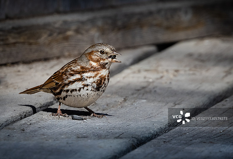 加拿大马尼托巴省温尼伯挡土墙上的歌带鹀特写图片素材