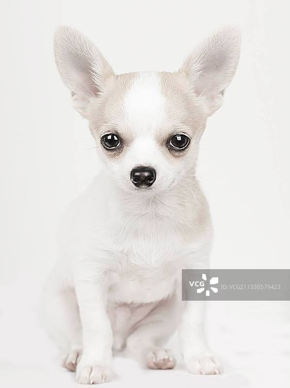坐姿小狗白色背景肖像图片素材