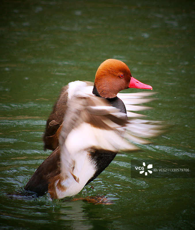 鸭子在湖里游泳的特写图片素材