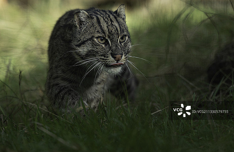 猫咪在草地上的特写，英国图片素材