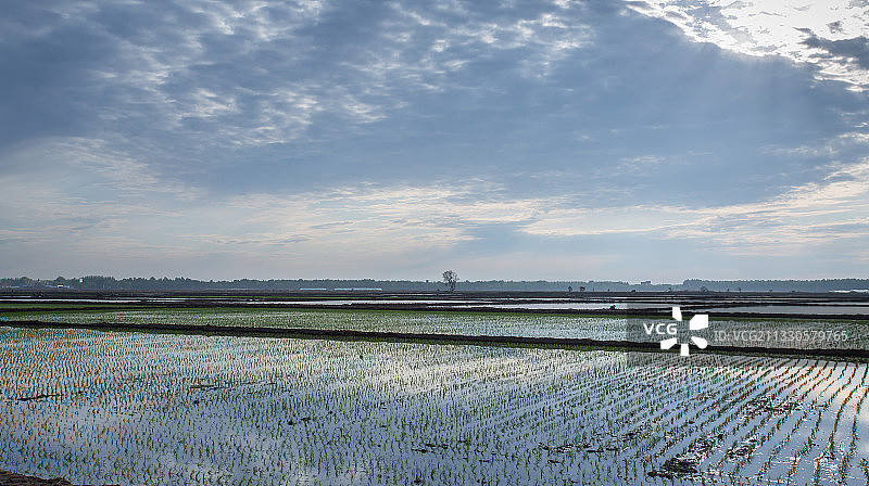 稻田，农业，田园风光，插秧图片素材