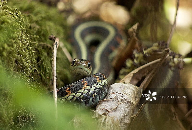 栖息在树上的鸟儿特写图片素材