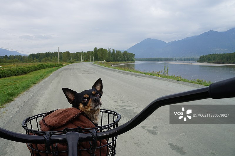 加拿大不列颠哥伦比亚省，弗雷泽河边路上的狗狗图片素材