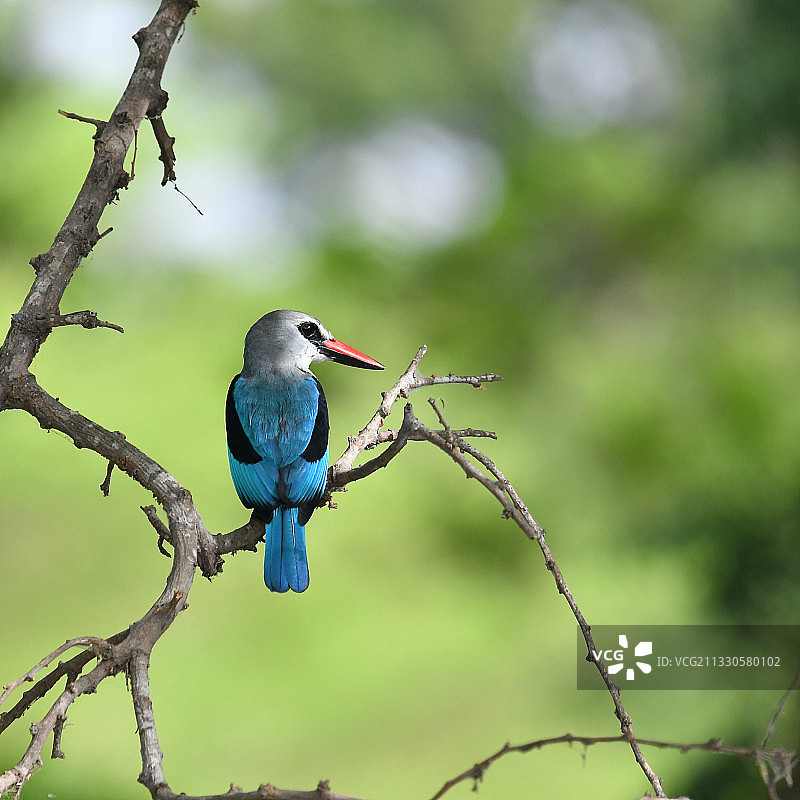 加纳阿克拉翠鸟栖息在树枝上的特写图片素材