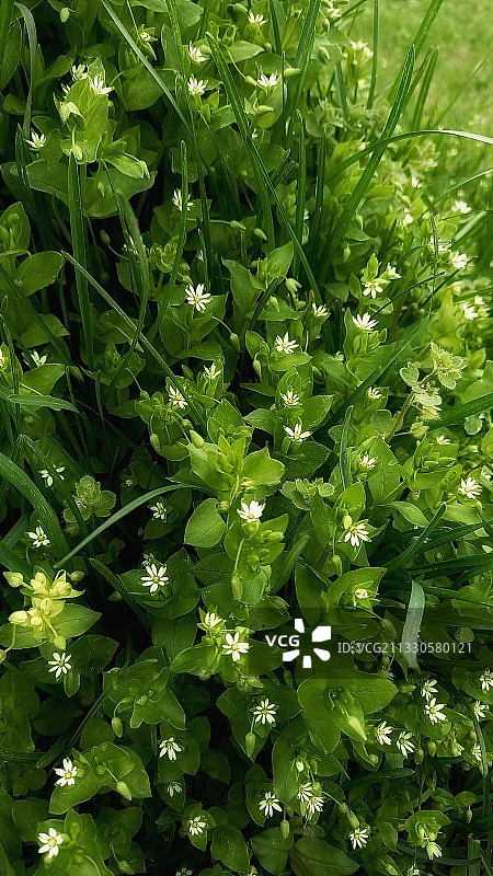 田野上生长的植物的完整画面图片素材