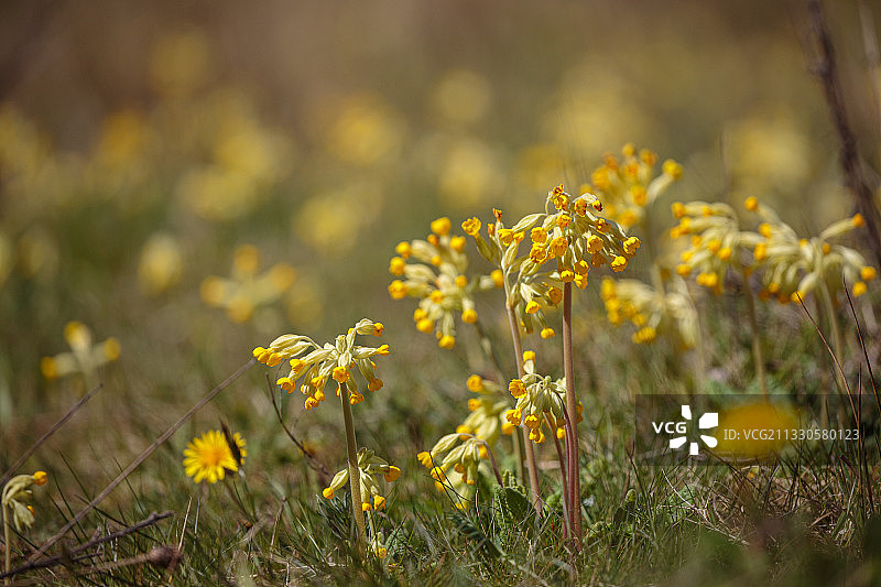 田野上的黄色开花植物特写图片素材