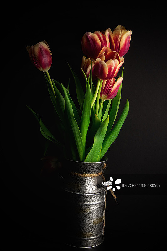 黑色背景下花瓶中郁金香特写图片素材