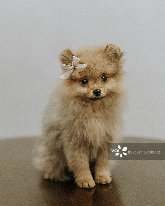 坐在地板上的博美犬肖像图片素材