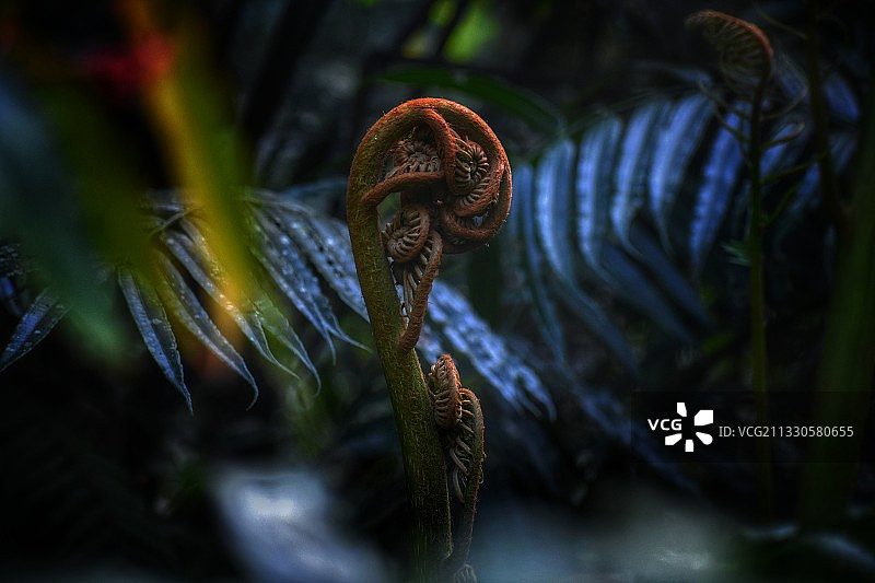 蕨类植物特写图片素材