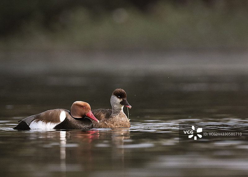 鸭子在湖里游泳的特写图片素材