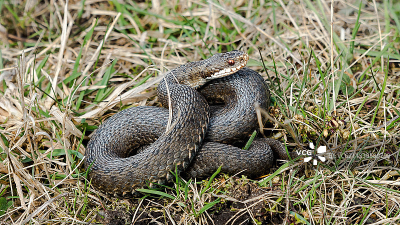 田野上的蛇俯视图图片素材