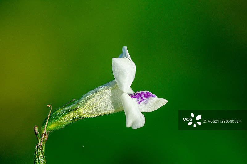 白花的特写图片素材