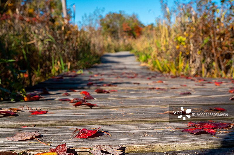 道路上的秋叶特写图片素材