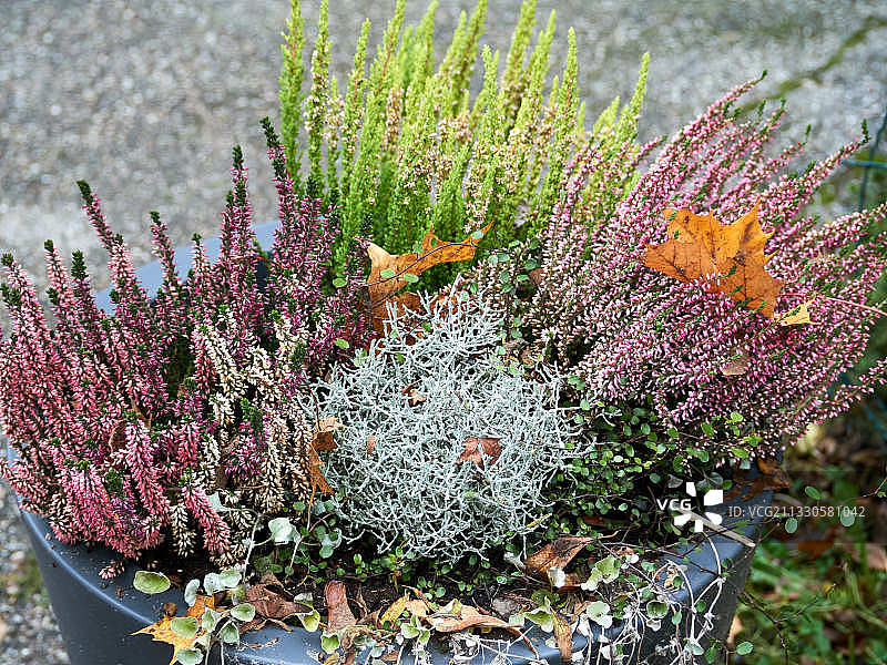 特写的粉红色开花植物图片素材