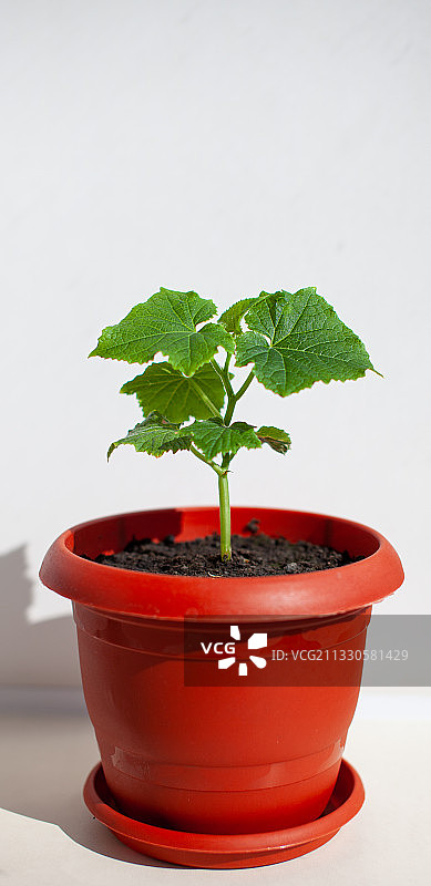 白色背景下的红色盆栽植物特写图片素材