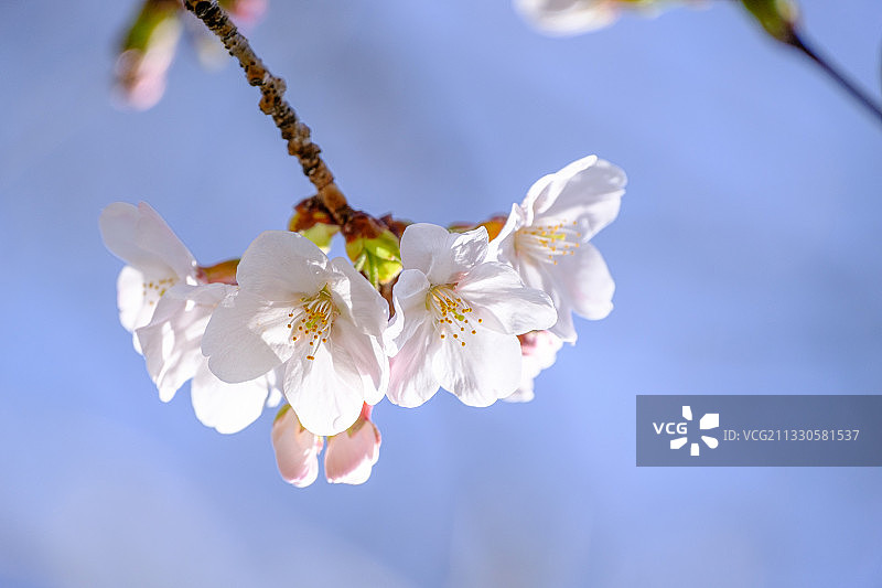 白色樱花的特写图片素材