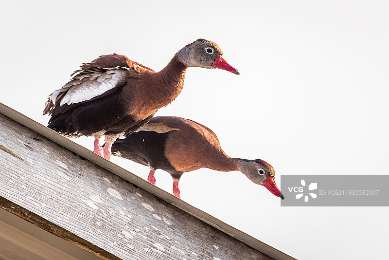 晴朗天空下鸟儿栖息于木头的仰视视角图片素材