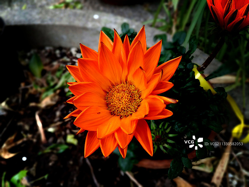 橙色花朵高角度视图图片素材