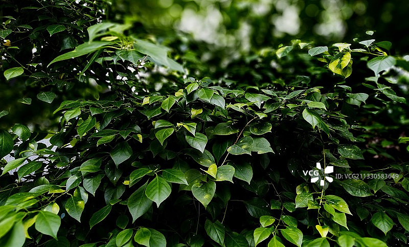 新鲜绿叶的特写图片素材