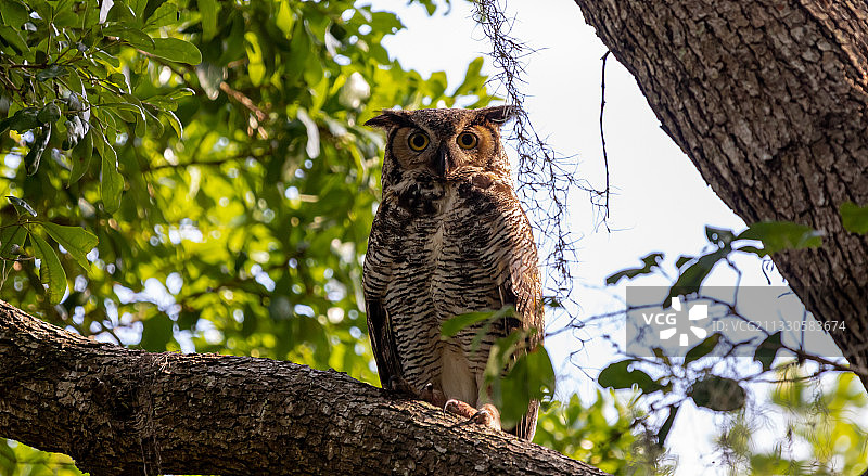 树上的猫（低角度），美国图片素材