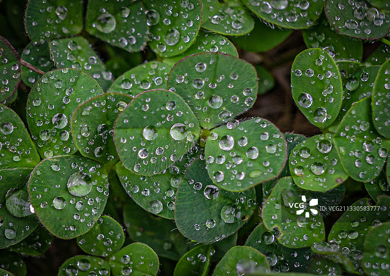 下雨天湿树叶的特写，西班牙Anllares del Sil图片素材