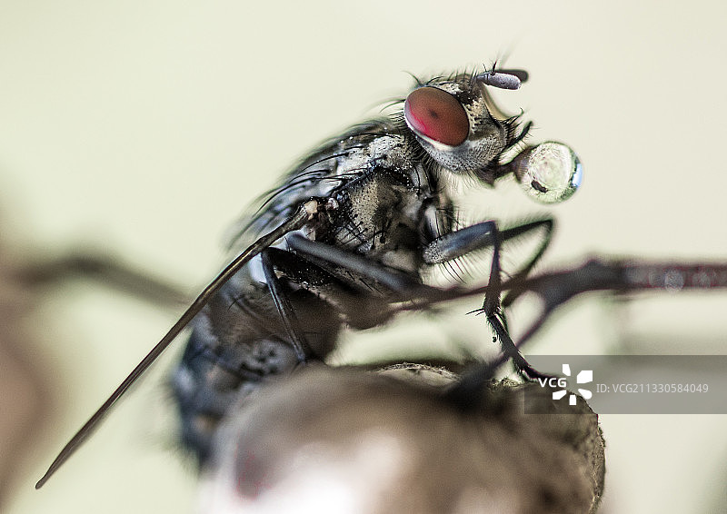 昆虫在植物上的特写图片素材