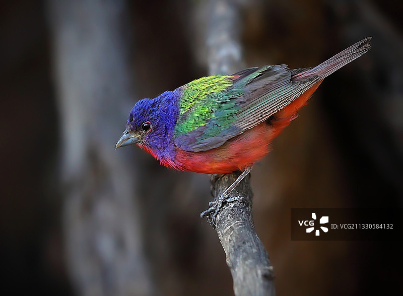 彩绘鹀栖息在树枝上特写，美国德克萨斯州图片素材