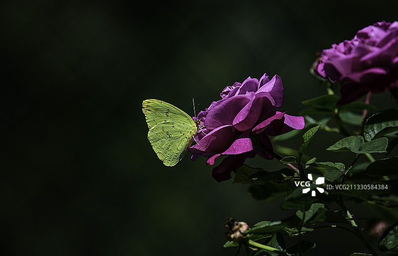 粉色植物特写，美国图片素材