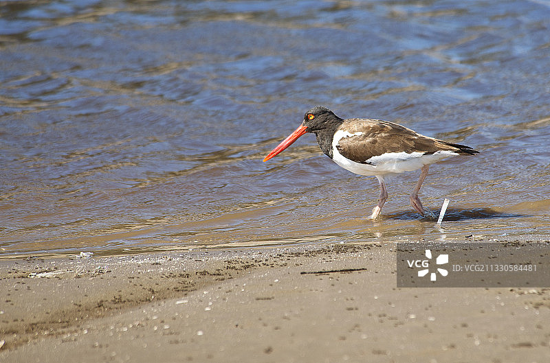阿根廷海滩蛎鹬栖息特写图片素材