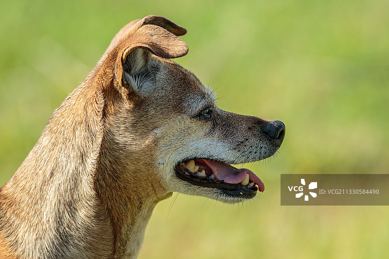 看向别处的狗的特写图片素材