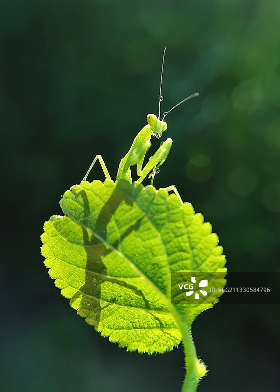 叶子上的螳螂图片素材