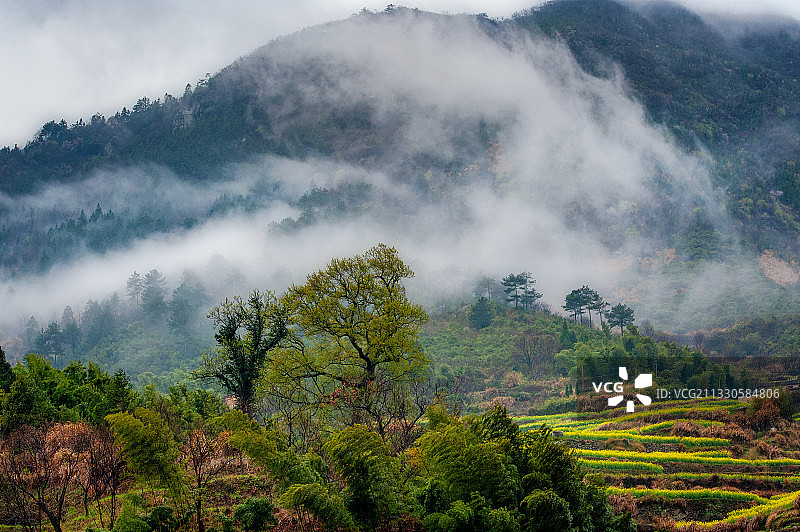 中国浙江省杭州胥岭乡村油菜花开风光图片素材