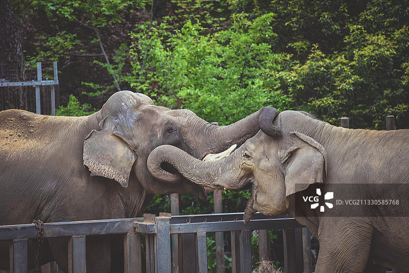 南京动物园-大象之情图片素材