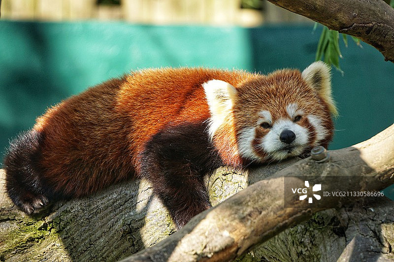 树上的考拉特写图片素材