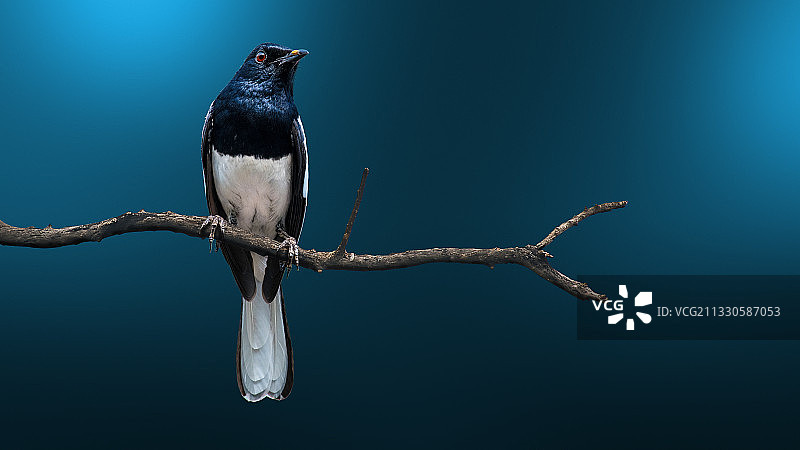 喜鹊栖息在树枝上，背景是晴朗的蓝天图片素材
