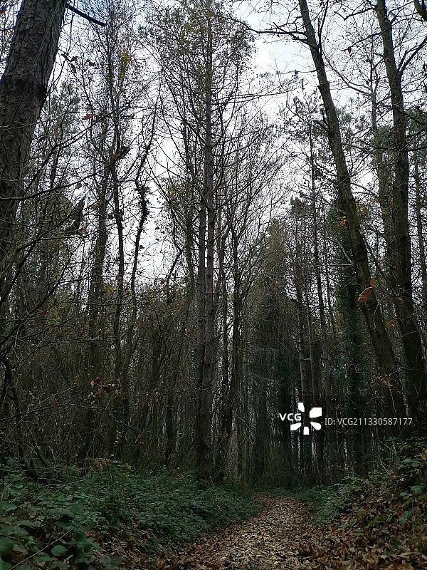 土耳其波洛涅兹森林树木图片素材