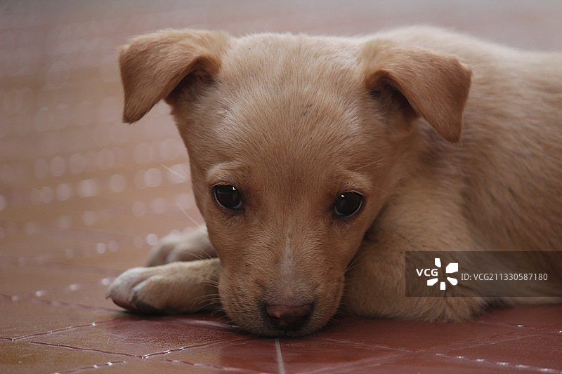 印度古吉拉特邦苏拉特小狗特写图片素材