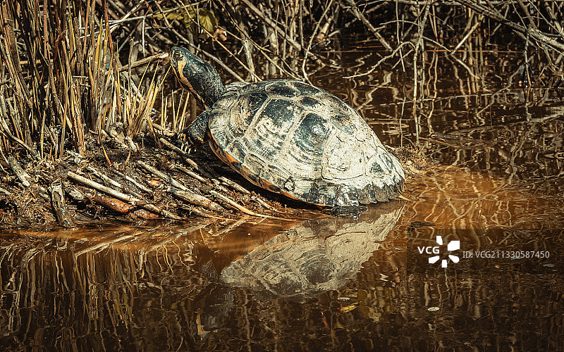 红耳滑龟特写，斯帕恩woude，荷兰图片素材