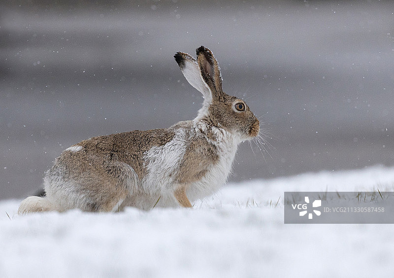 兔子在卡尔加里田野上的侧面照，加拿大图片素材