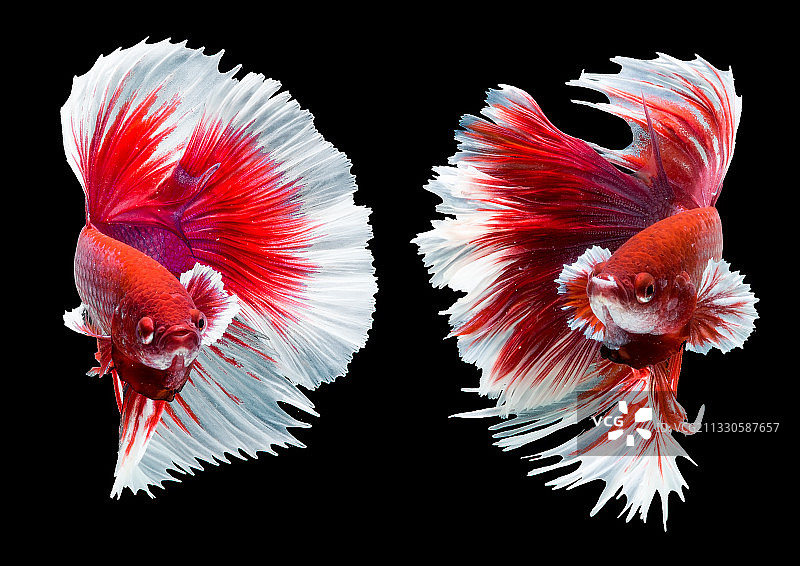 印度尼西亚斗鱼特写图片素材