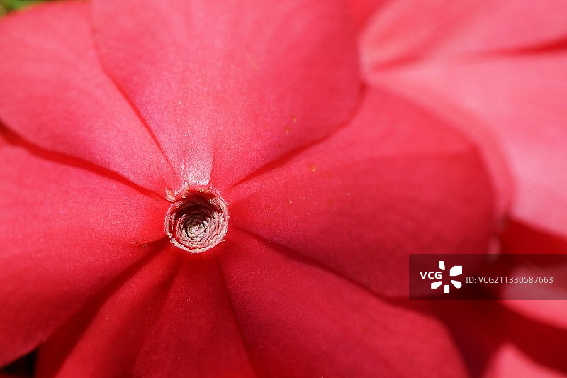 红色花朵全画幅照片图片素材