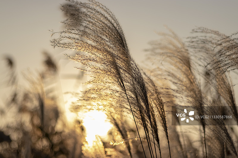 夕阳下的芦苇图片素材