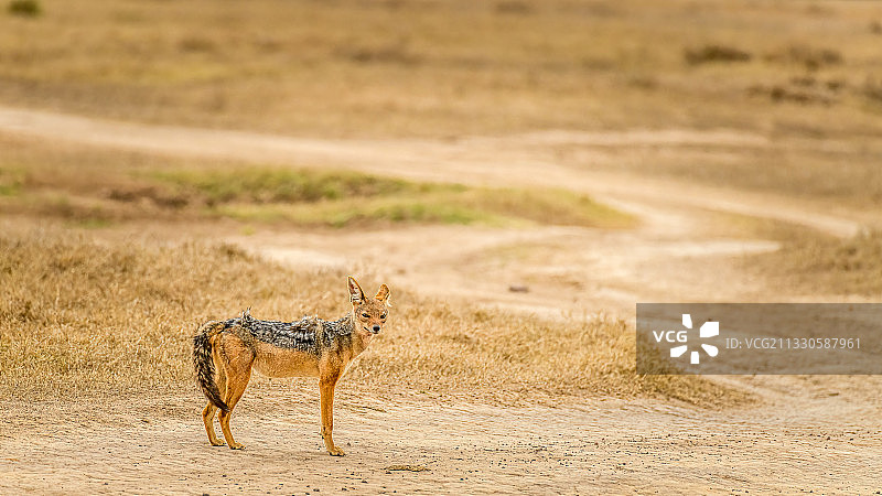 猎豹在田野上行走的侧面图，肯尼亚纳纽基奥尔佩杰塔保护区图片素材