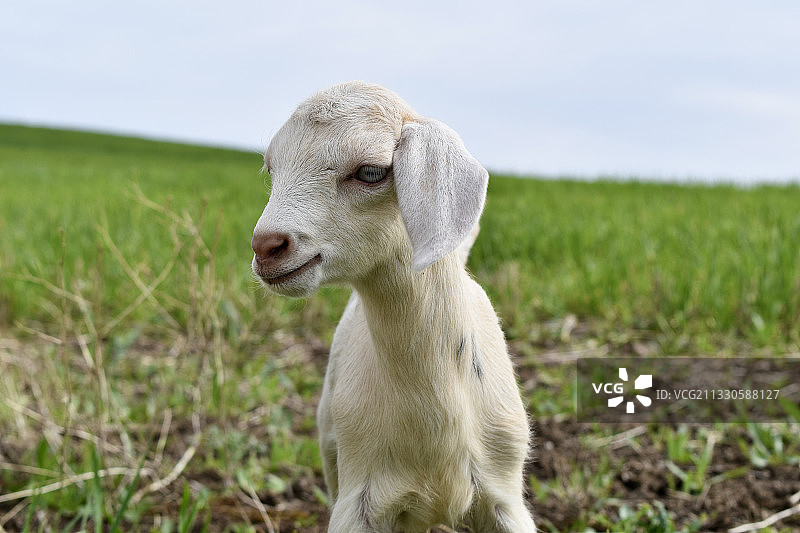 田野上坐着的绵羊特写图片素材