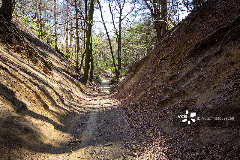 森林景观图片素材