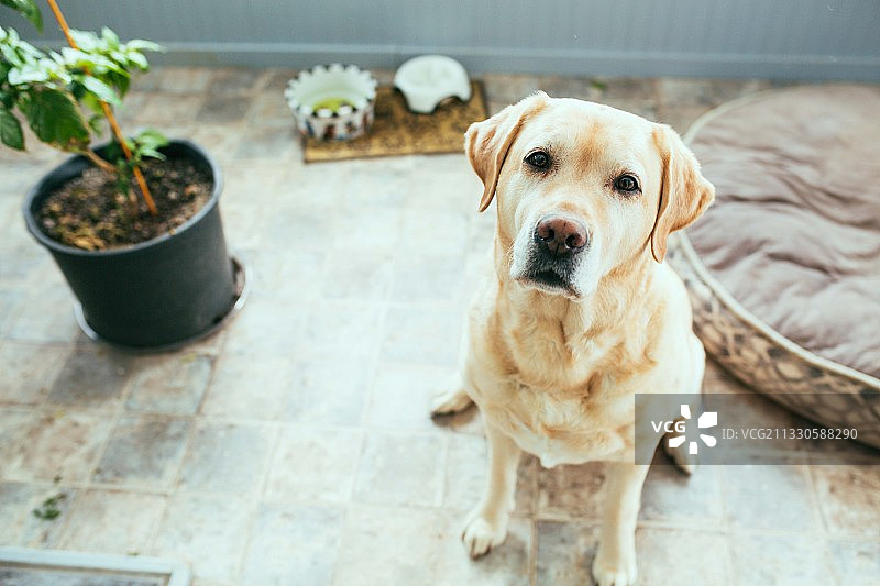 坐在地板上的拉布拉多寻回犬肖像图片素材